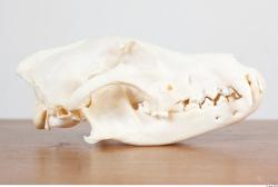 Skull III